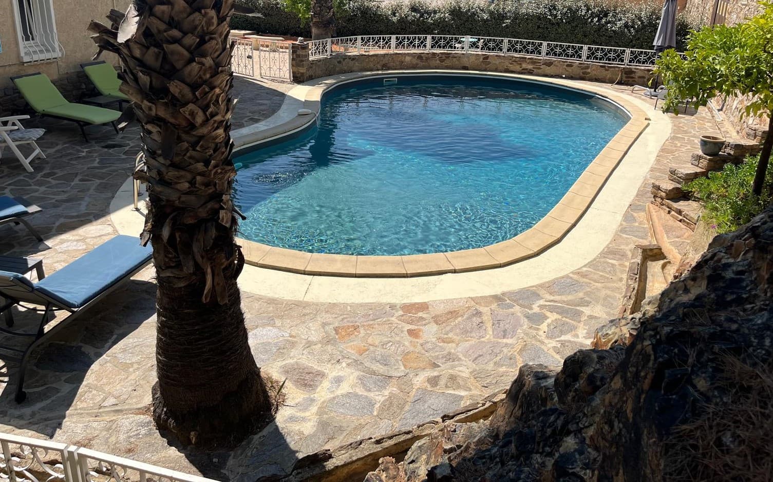 Piscine et palmier